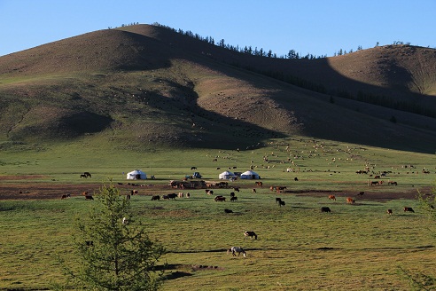 Photo Steppe