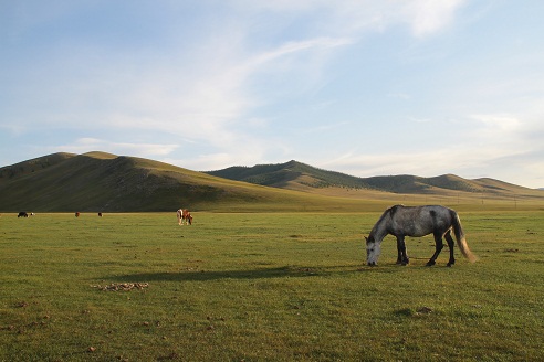 chevaux